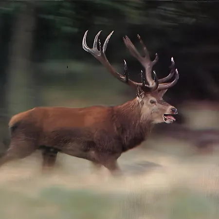 Brimbelle - La Petite Meurthe Apartment *