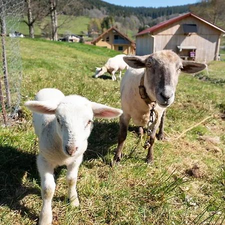 Appartamento Brimbelle - La Petite Meurthe