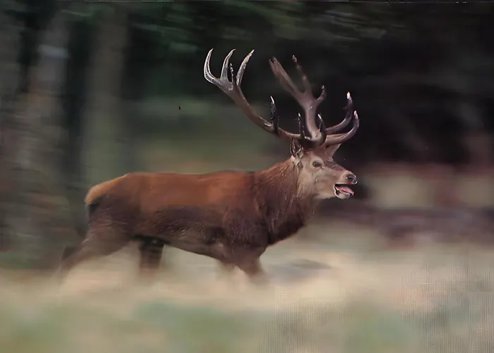 Brimbelle - La Petite Meurthe Apartment *